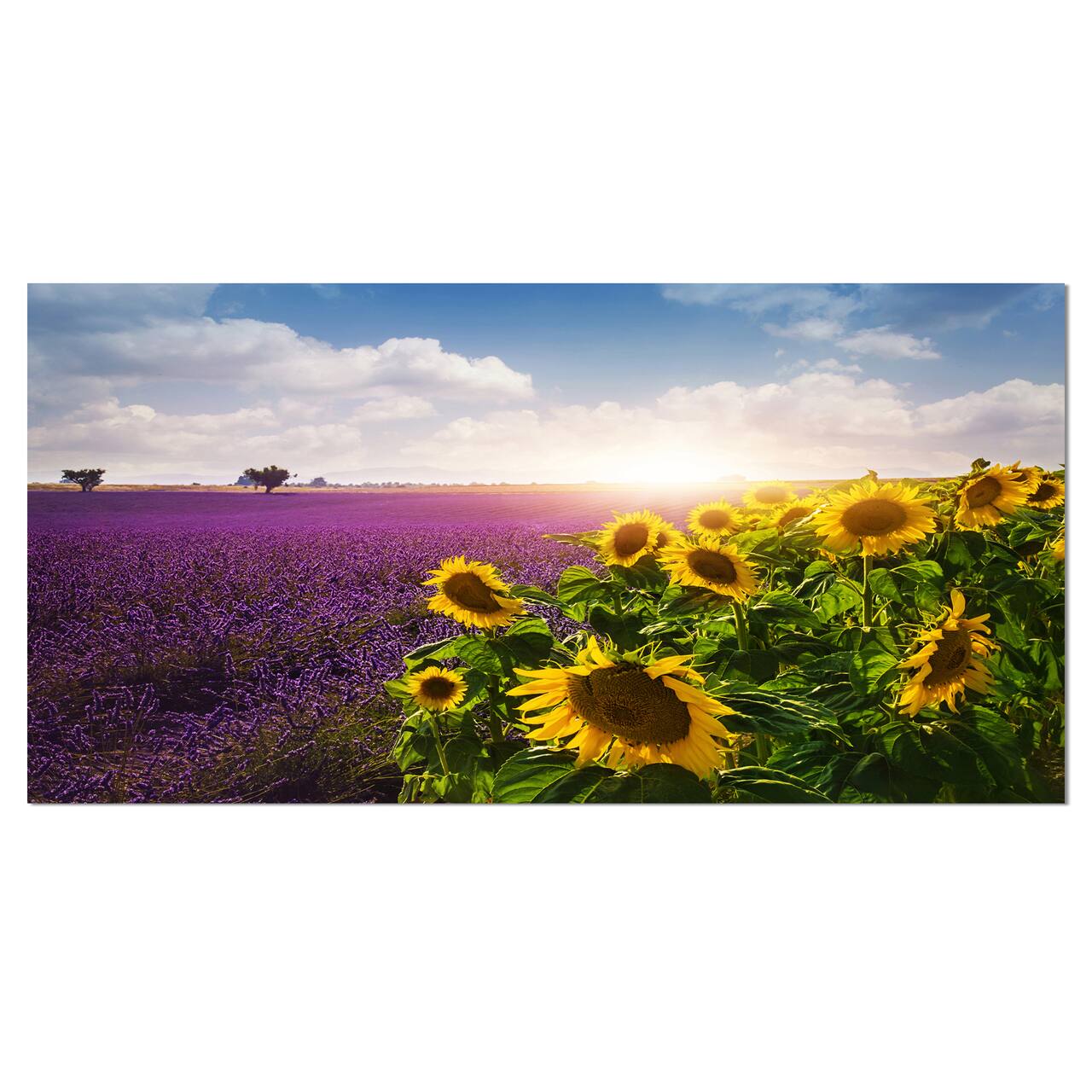 Designart - Lavender and Sunflower Fields - Floral Canvas Art Print